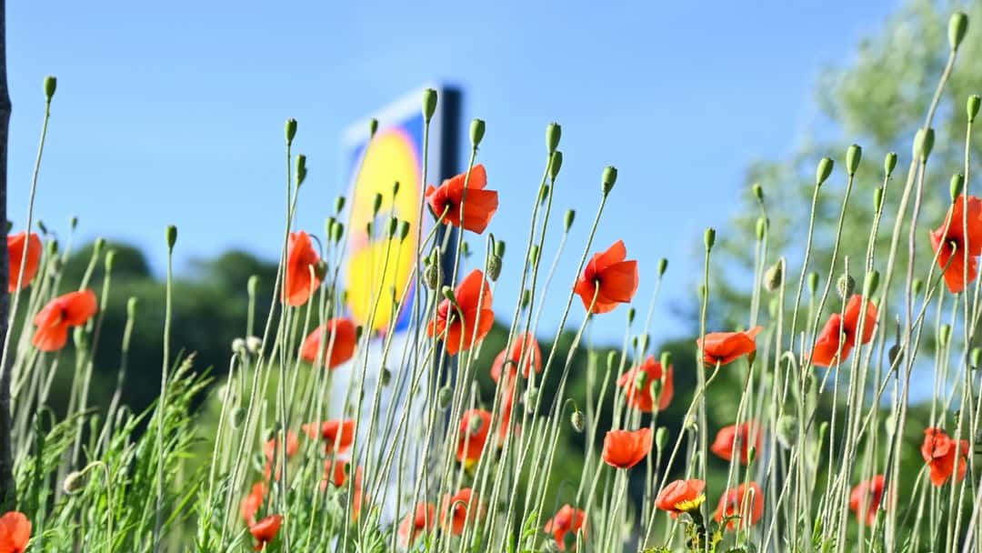 Court of Appeal dismisses Tesco’s appeal in trade mark dispute with Lidl 