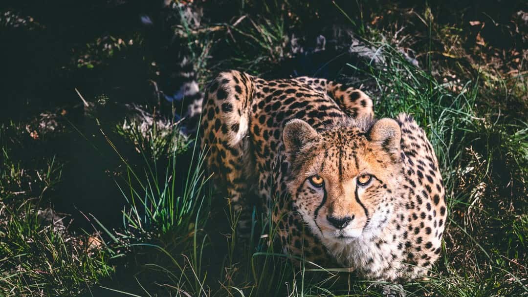 SLAPP suits – lessons for the UK from the South African experience