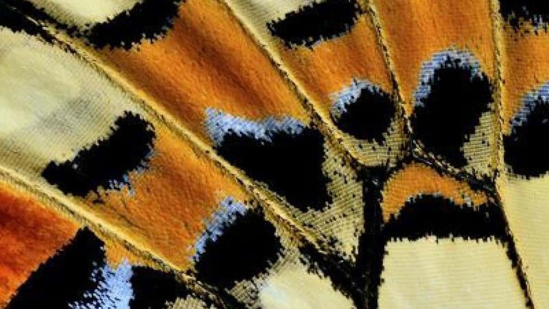 Update | Planning: government's growth agenda, village green threat, Habitats Directive