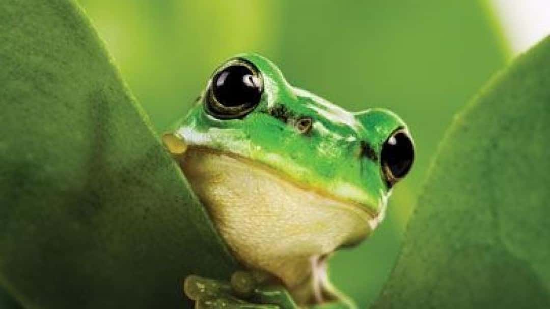 UK at risk of nature targets