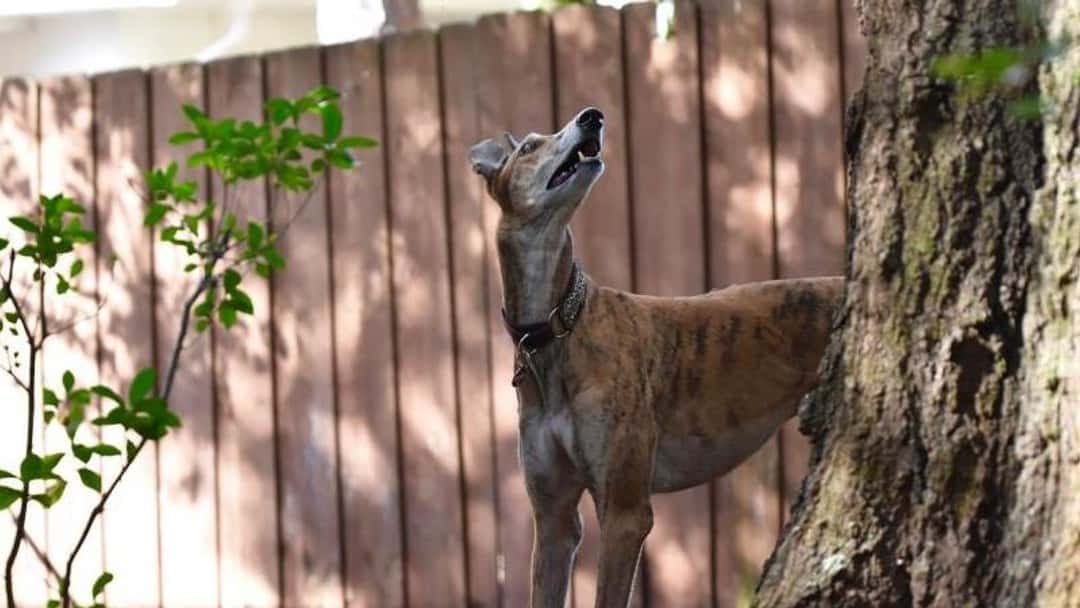 Winding up and Re Greyhound Electromechanical Limited [2021] JRC 249