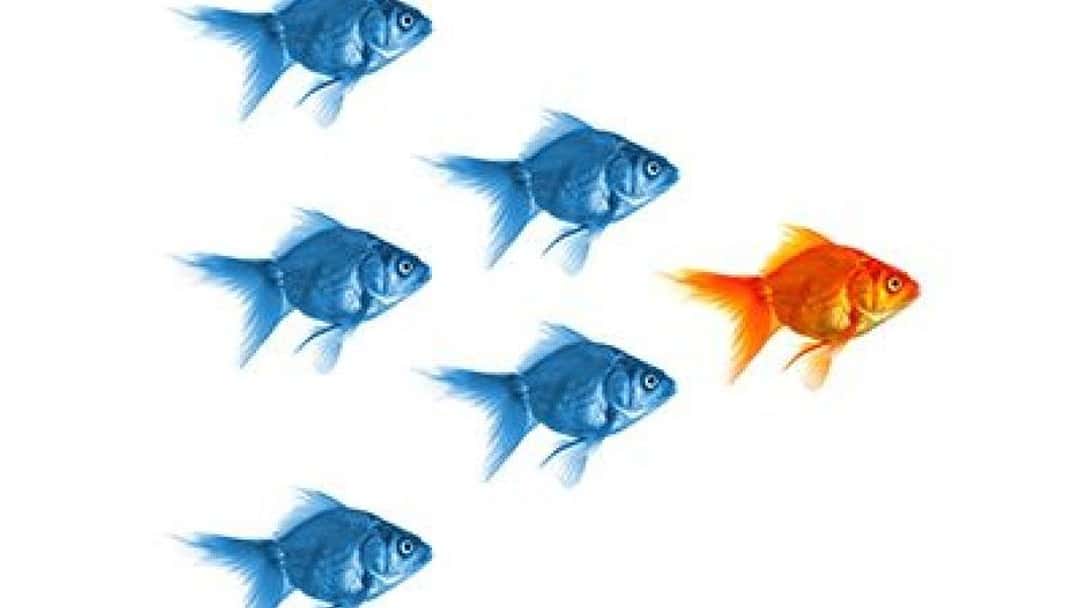Valuing differences: How accountants and lawyers can work together