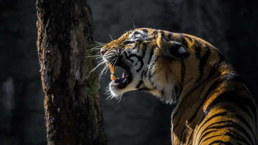 Tooth and claw?: The meaning of words in tax assessments