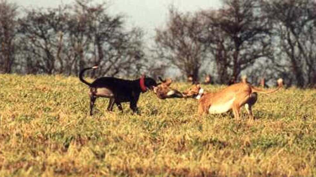 Hare coursing offences to be guided