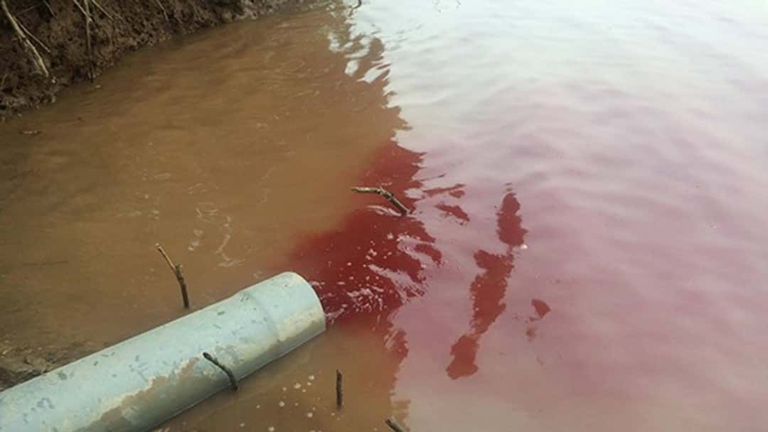 Riley Foods Limited fined for pollution