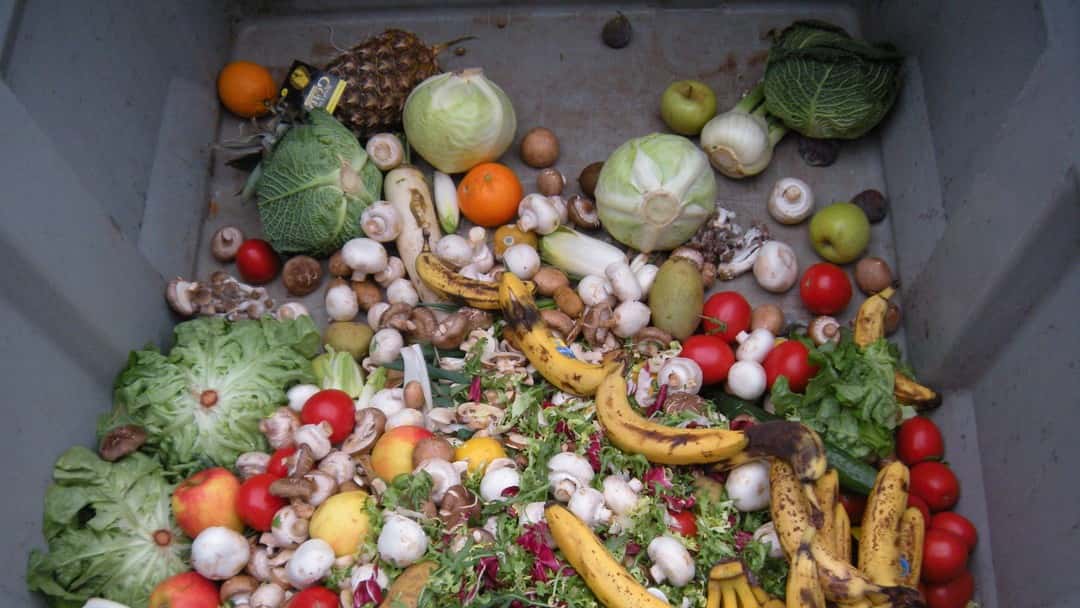 Feedback launches legal challenge to decision not to require food waste reporting