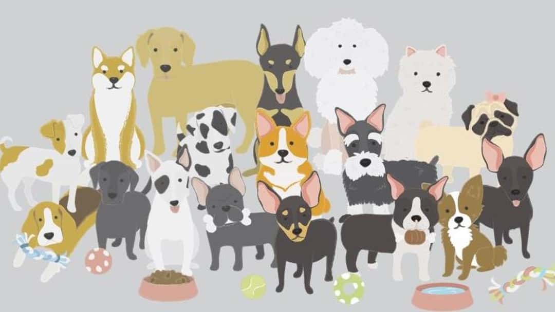 Animal cruelty sentencing guidelines