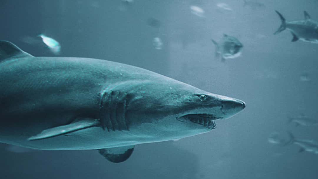 Tax-related offending is never too far from the headlines