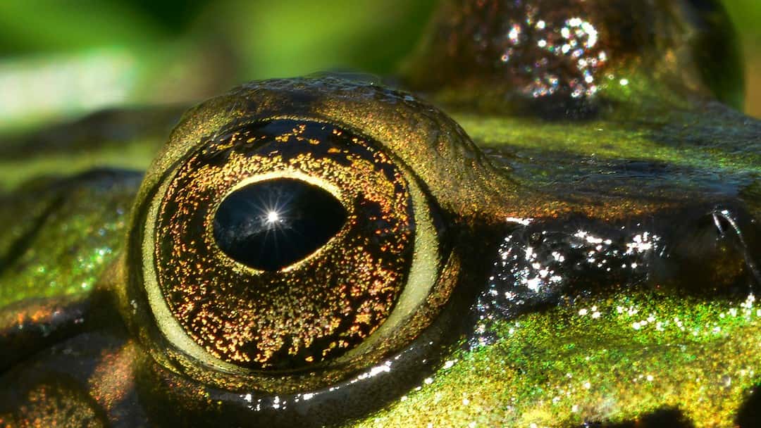 The Planning and Infrastructure Bill heralds a major change in approach for developer impacts on protected sites and species