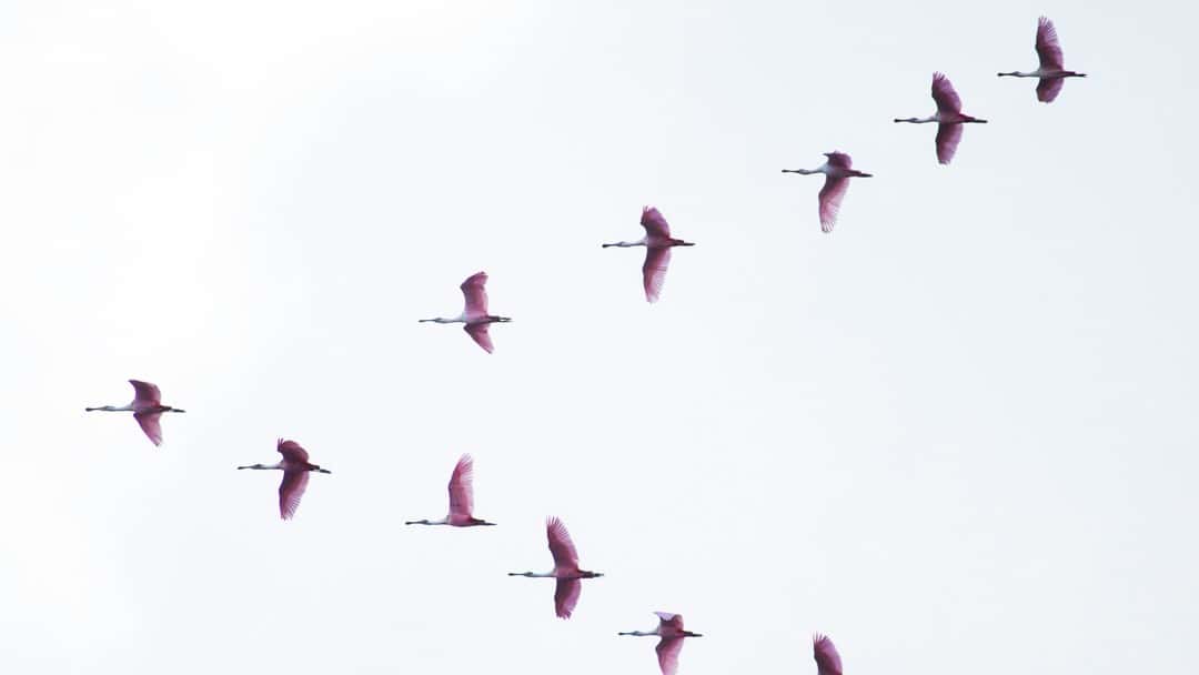 Merricks v Mastercard: the first contested settlement of a funded class action