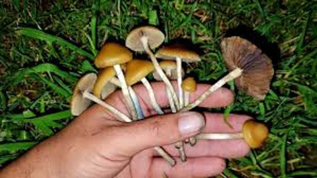 The psychedelic paradox: Britain’s laws in an age of magic mushroom revival