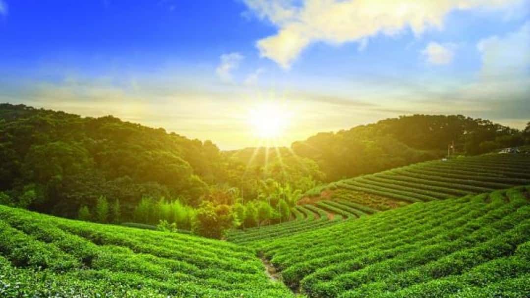 Organic strategy: Increasing revenues without a merger