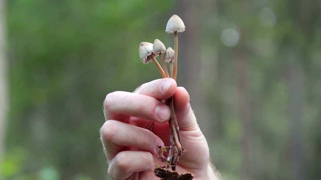 The psychedelic paradox: Britain’s laws in an age of magic mushroom revival