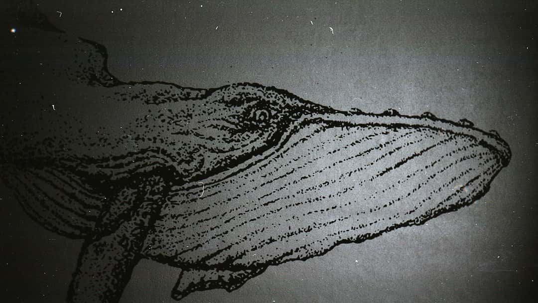 The Rule of Law, cartels and the CAT