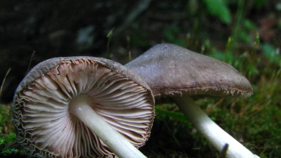 High court upholds client’s legal aid