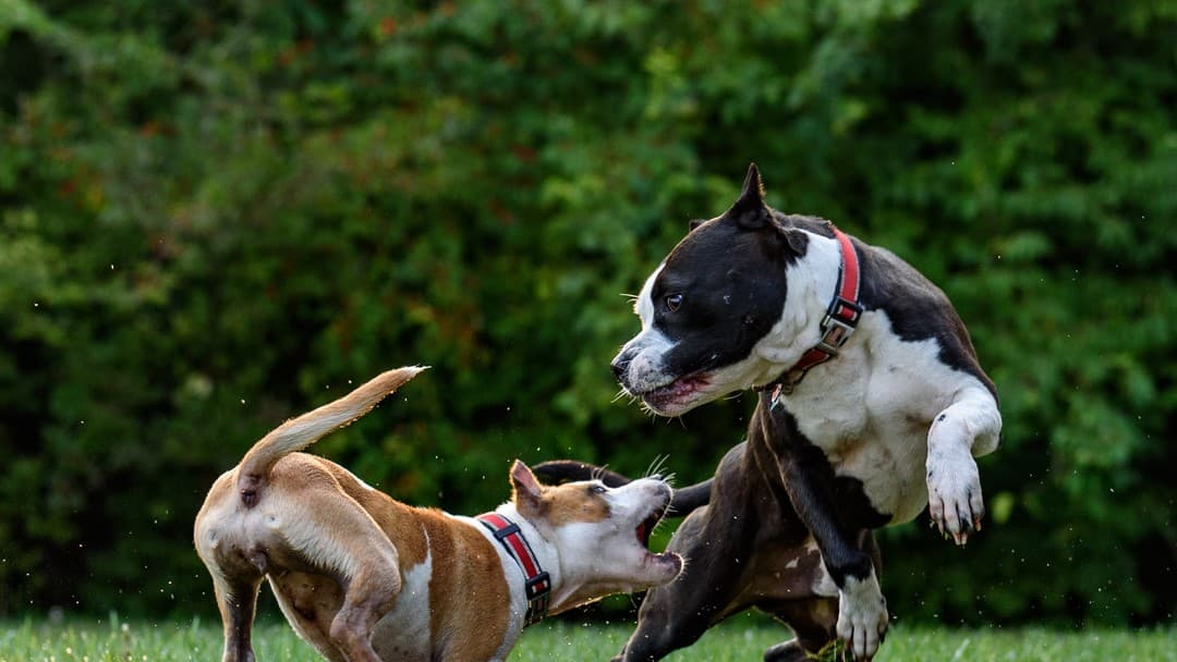 Understanding liability amid increasing dog attack cases