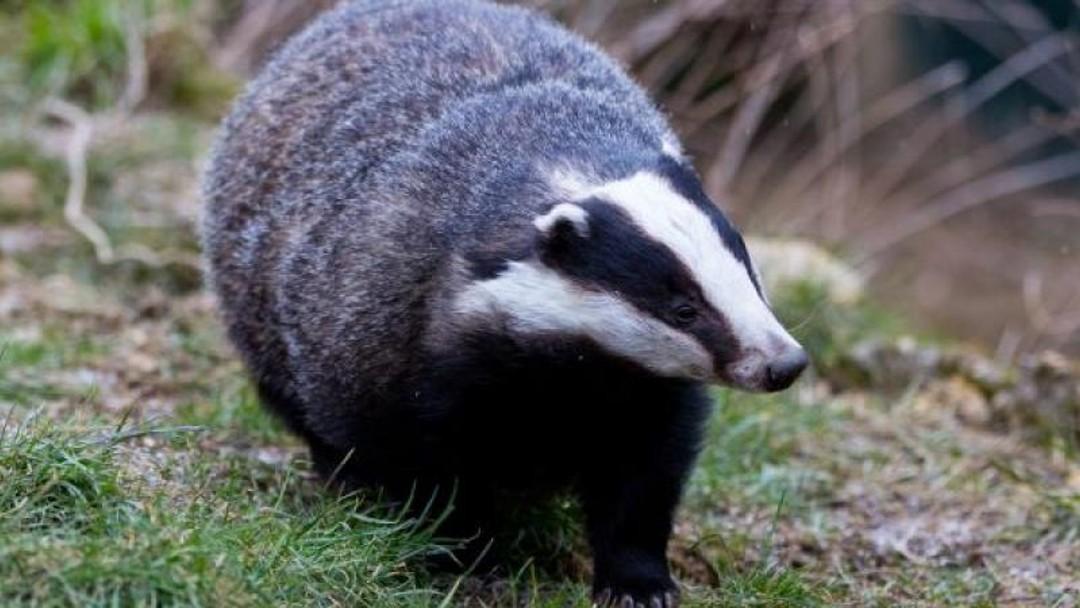 Badger Trust wins appeal over Welsh cull