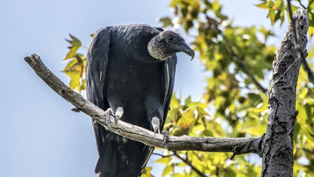 How the government sees the profession: 'Fat cats', 'activists', and 'vultures'