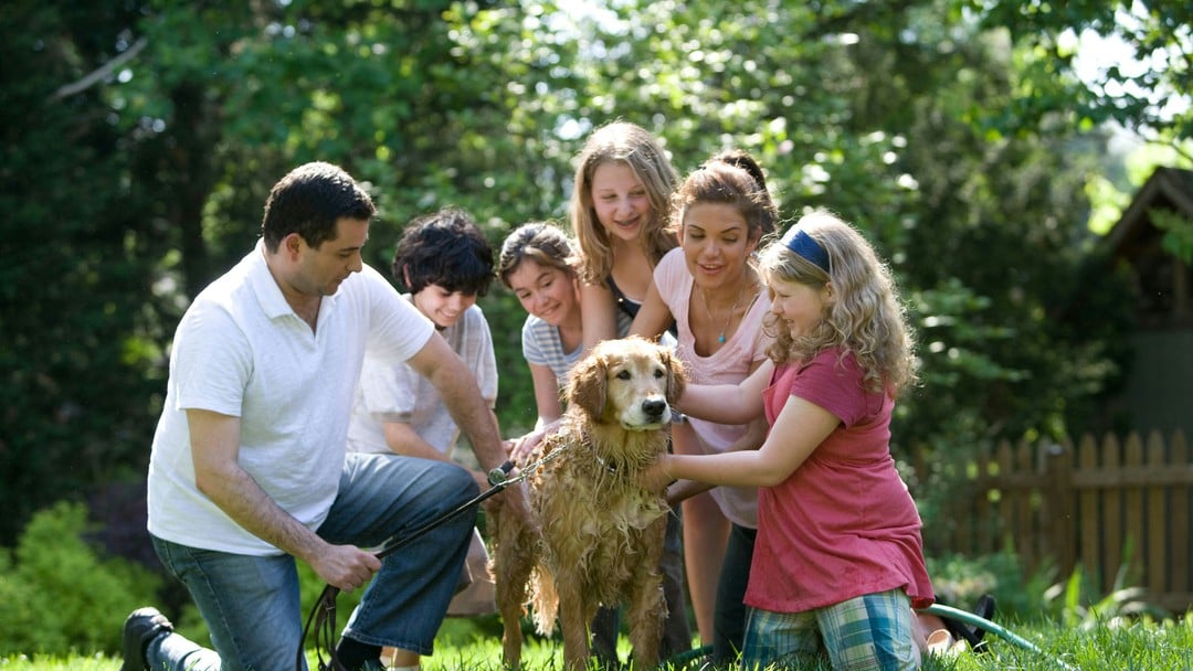 When pets become a family law issue