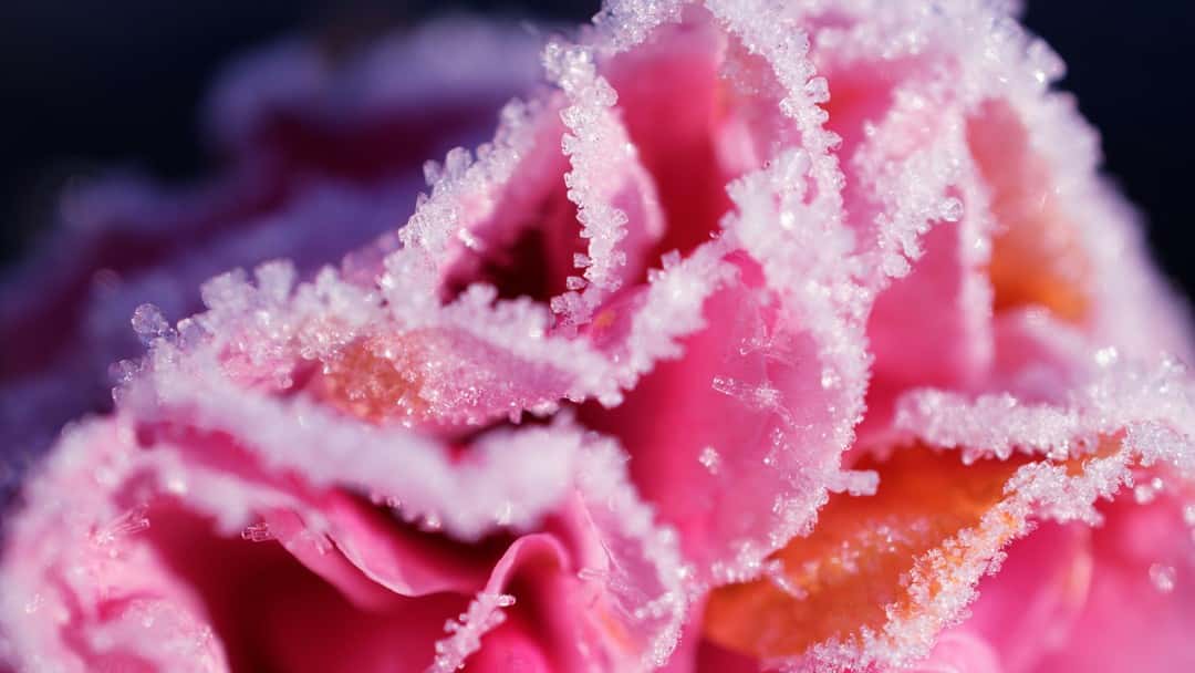 The recent ruling in a case involving posthumous conception