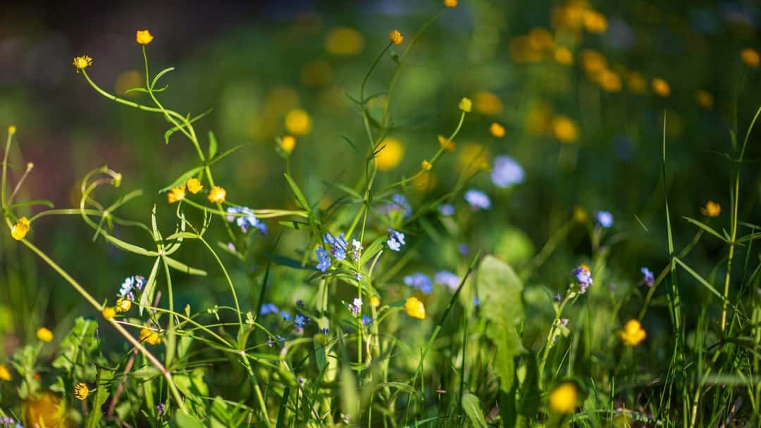 The impact of the biodiversity net gain requirements on developers