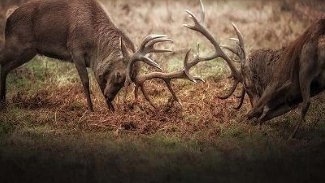 An amicable succession