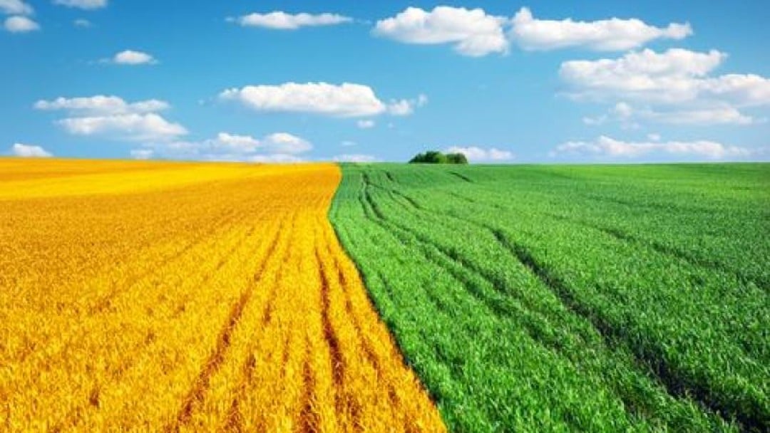 Make hay while the sun shines: Shirt v Shirt