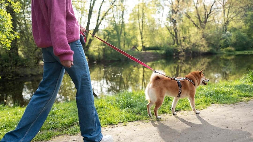 Man sentenced for dog walker murder