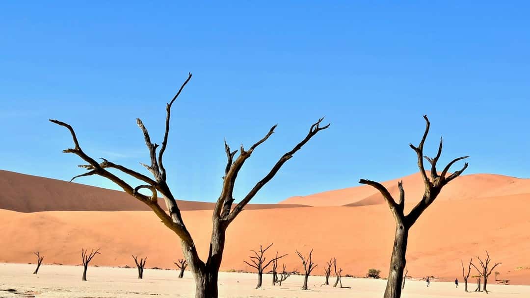 Legal aid: the need to re-grow from the desert