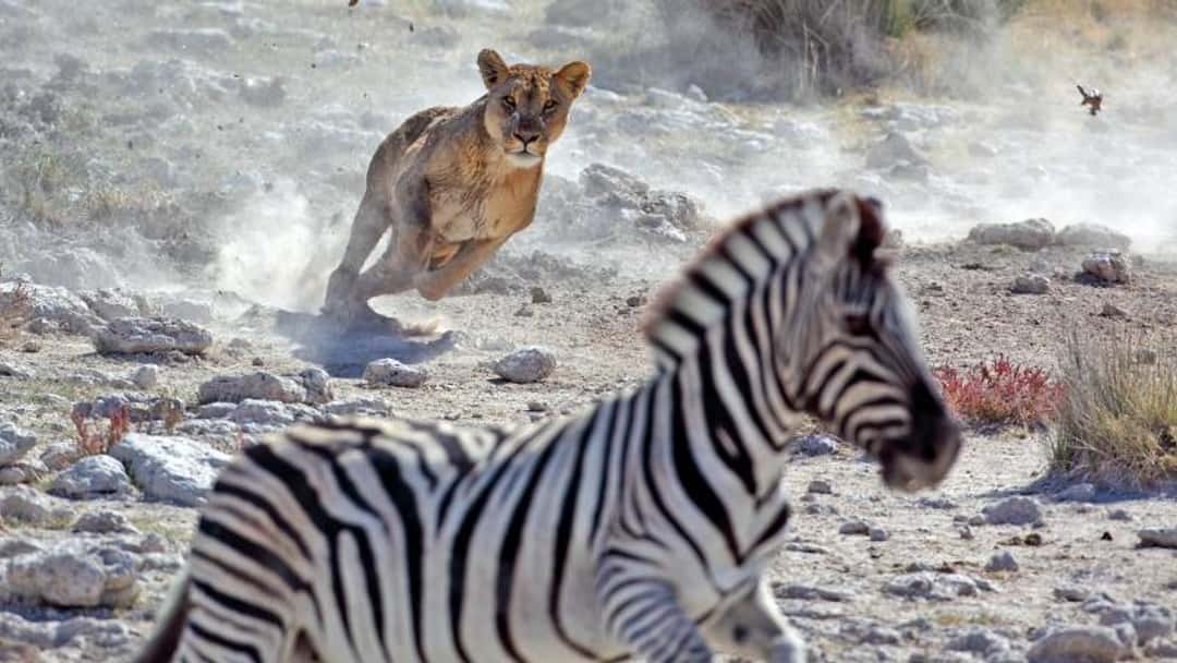Testamentary predators