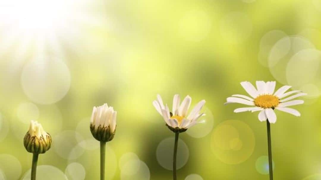 Life partner: The four stages of a partner's career