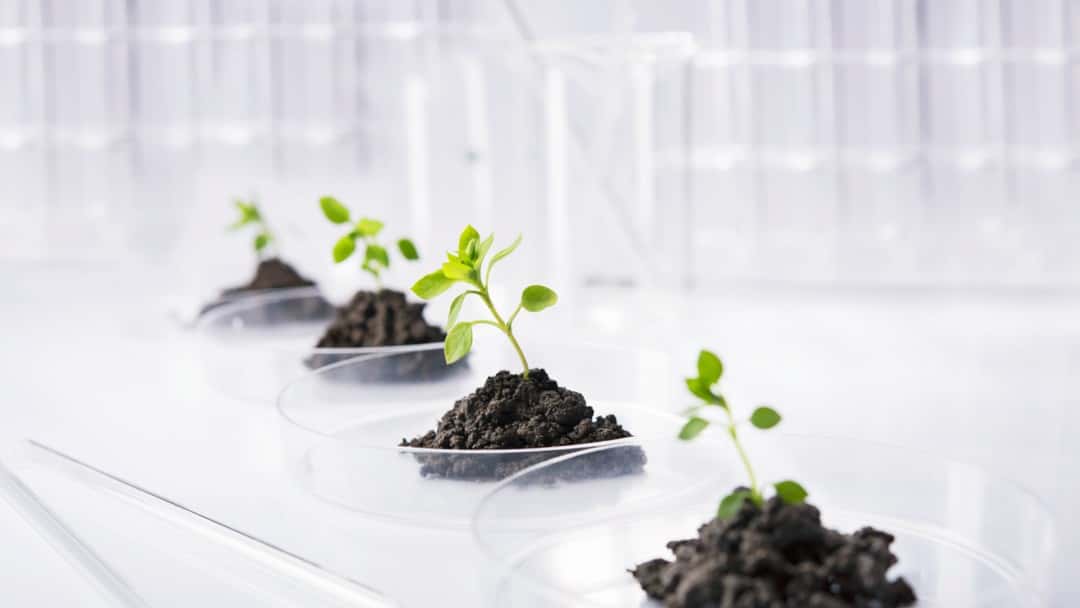 Freeths advises Bioceres on merger