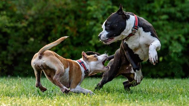 Understanding liability amid increasing dog attack cases