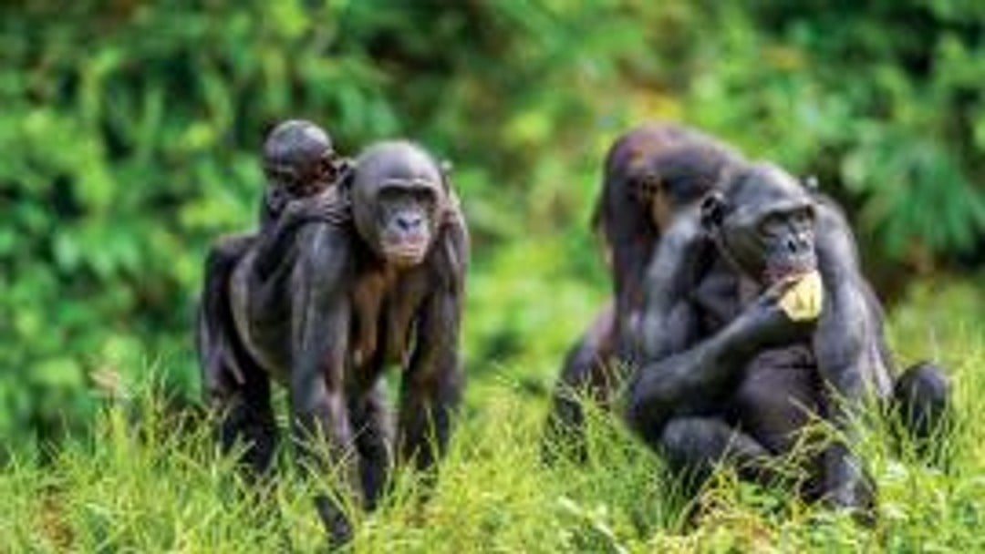 Of chimps and lawyers