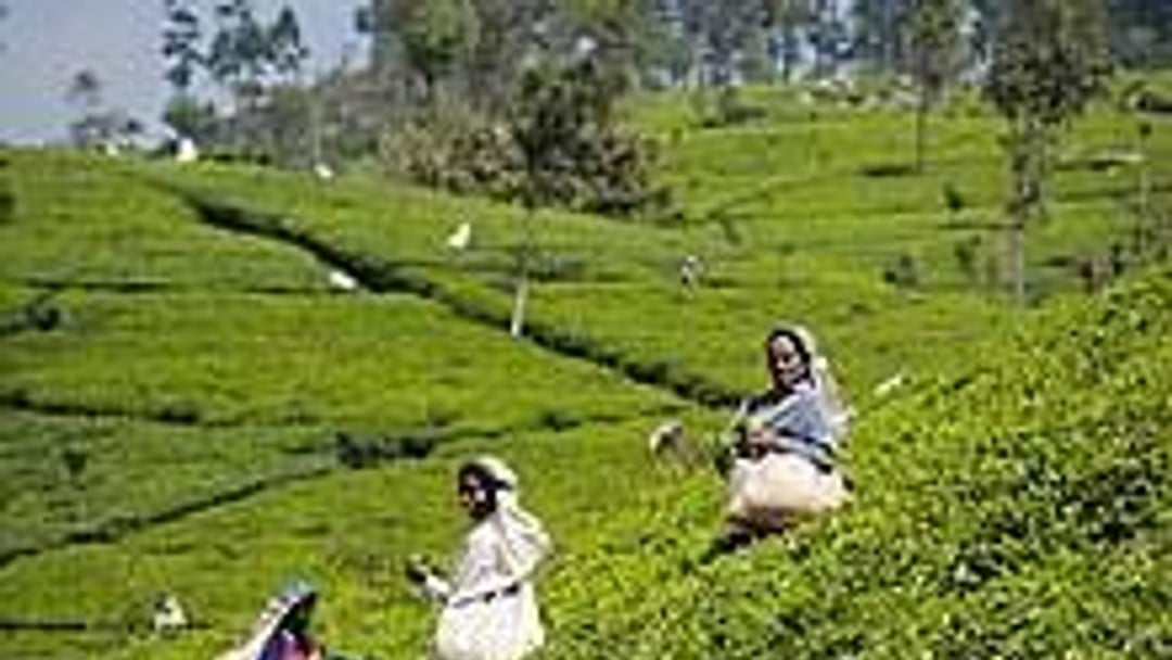 UN and coalition of NGOs write to Unilever to voice deep concern regarding victims of violence at Unilever tea plantation