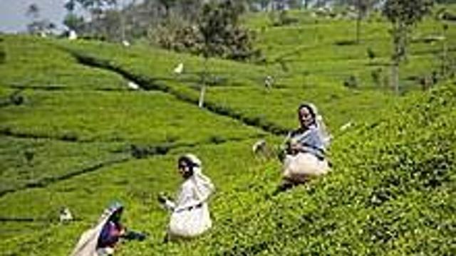 UN and coalition of NGOs write to Unilever to voice deep concern regarding victims of violence at Unilever tea plantation