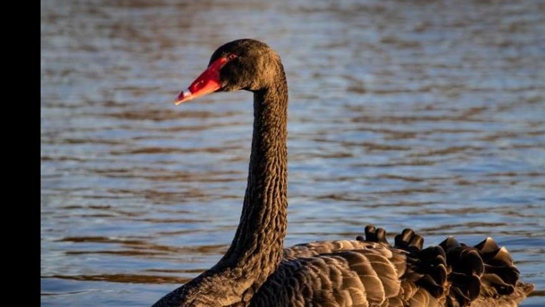 Repapering: beware the grey swan 