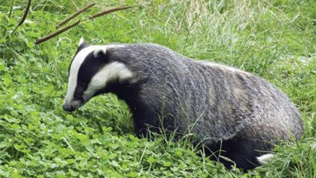 Bindmans claims credit for badger cull delay