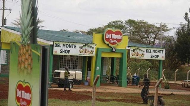 Del Monte Kenya pineapple plantation at centre of human rights abuse allegations