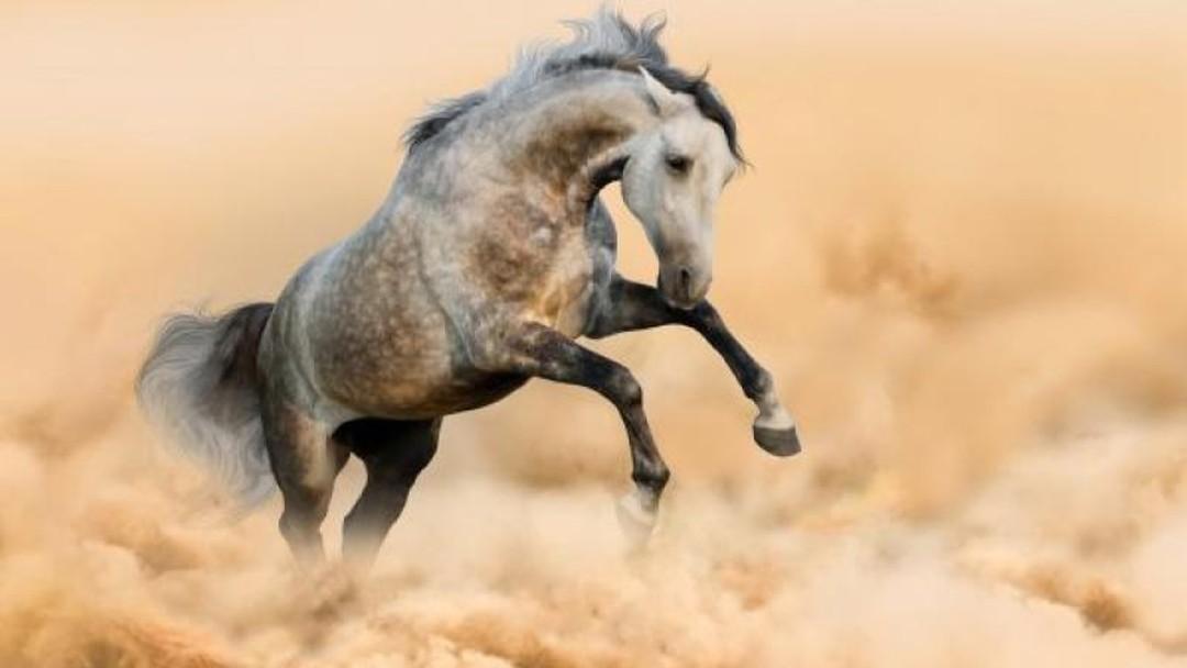 Evolving your firm's artificial intelligence from carthorse to racehorse